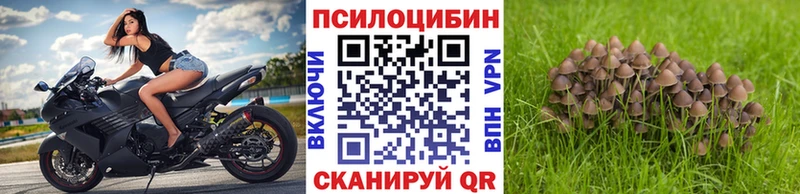 Галлюциногенные грибы Psilocybine cubensis  Нахабино 